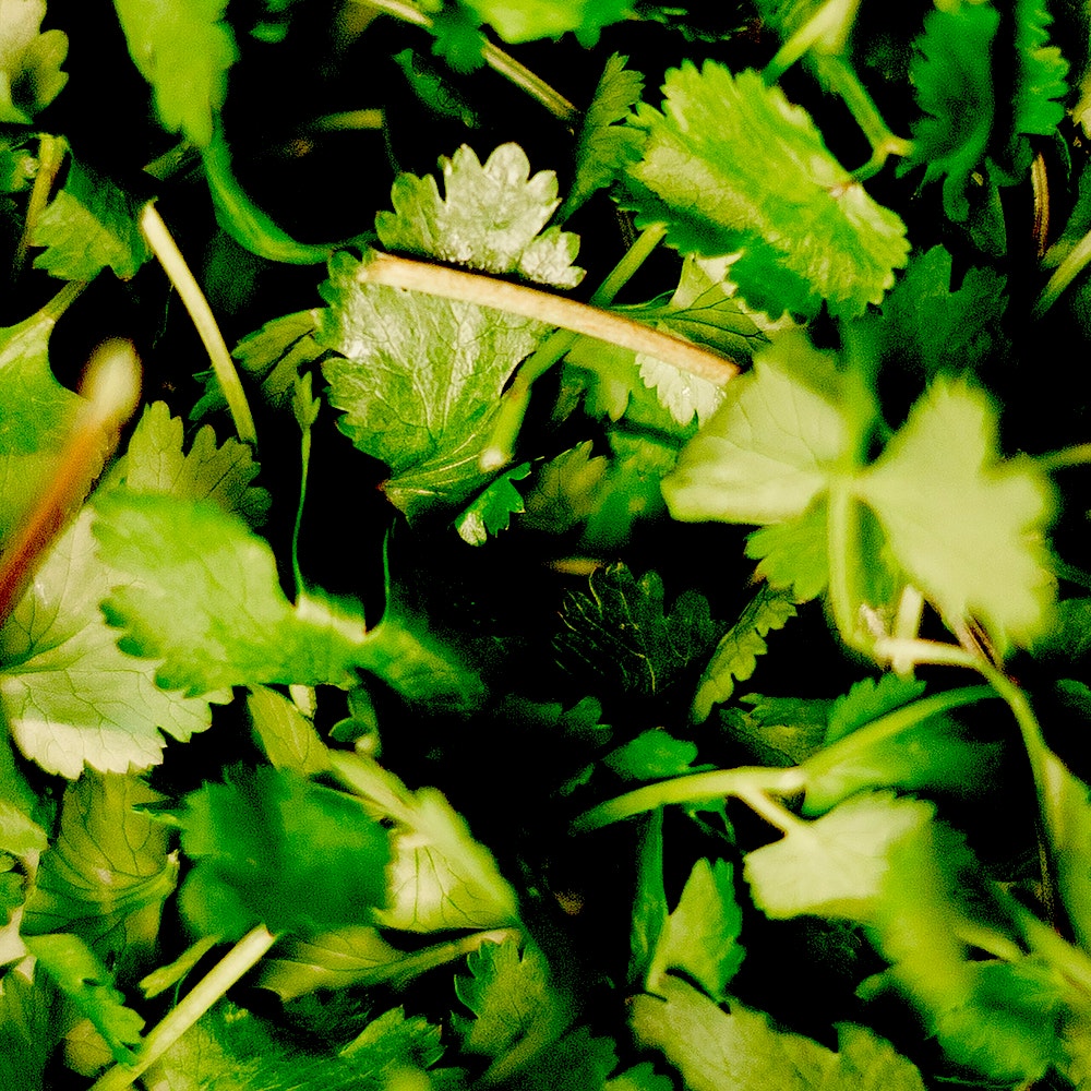 green-herbs-3338495